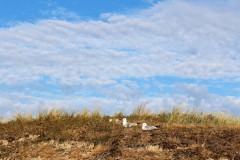 LEBEN IN DEN DÜNEN