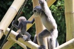 Silbergibbon-Familie